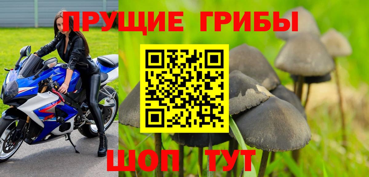 Псилоцибиновые грибы Psilocybine cubensis  Кубинка  Псилоцибиновые грибы прущие грибы 